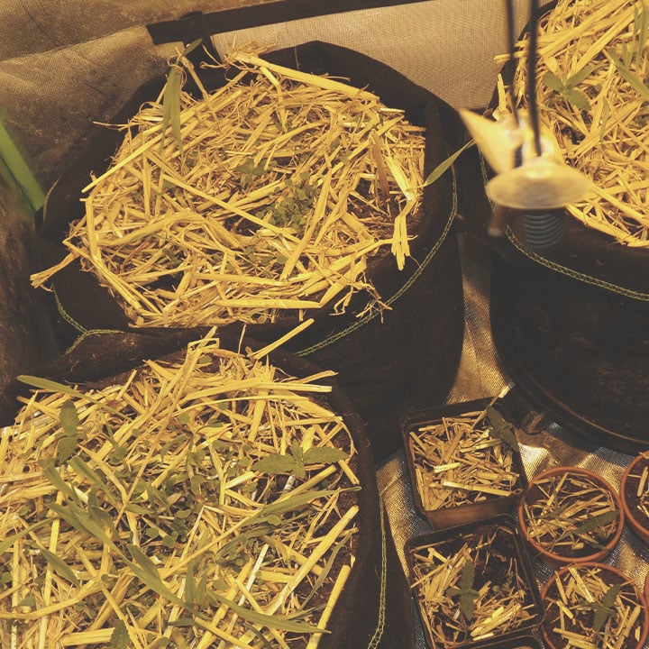 How and When to Apply Mulch to Your Cannabis Plants Indoors How and When to Apply Mulch to Your Cannabis Plants Indoors