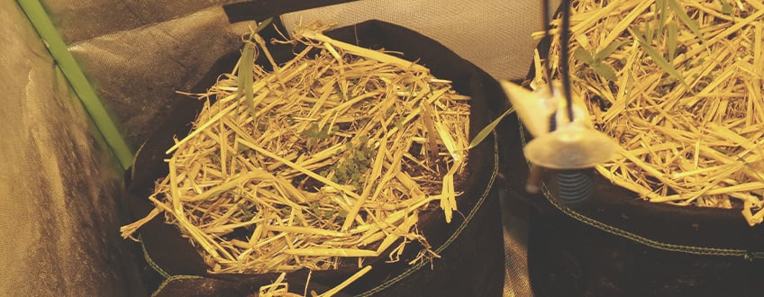 How and When to Apply Mulch to Your Cannabis Plants Indoors How and When to Apply Mulch to Your Cannabis Plants Indoors