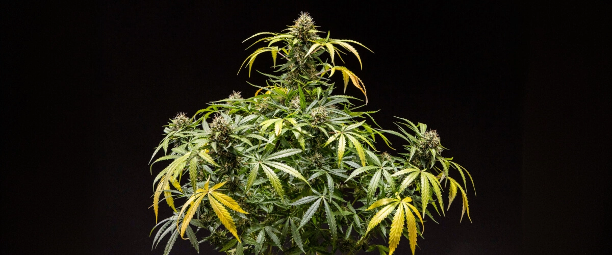 North Thunderfuck Cannabis Plant – Indoor Grow Example North Thunderfuck cannabis plant showing dense resinous buds with orange pistils and frosty trichomes during late flowering