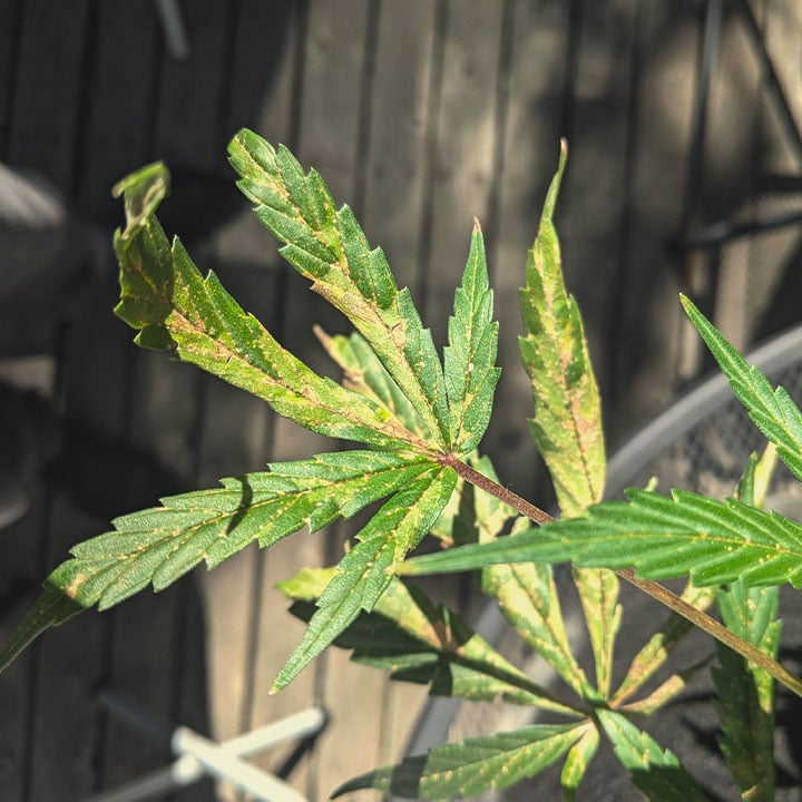 The image shows dried marijuana leaves, a common symptom of nutrient issues in cannabis plants. Nutrient deficiencies, particularly of iron and magnesium, can lead to crispy leaves, while excess nitrogen may also cause fan leaves to become dark green and dry due to root burn.