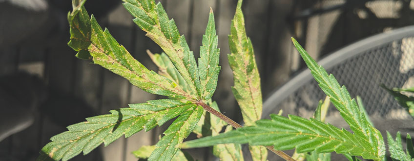 The image shows dried marijuana leaves, a common symptom of nutrient issues in cannabis plants. Nutrient deficiencies, particularly of iron and magnesium, can lead to crispy leaves, while excess nitrogen may also cause fan leaves to become dark green and dry due to root burn.