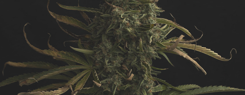 The image depicts dried marijuana leaves, which occur naturally as cannabis plants age. These dry, crispy leaves are often seen towards the end of the plant's life cycle, especially during the late flowering stage when resources are concentrated on bud formation.