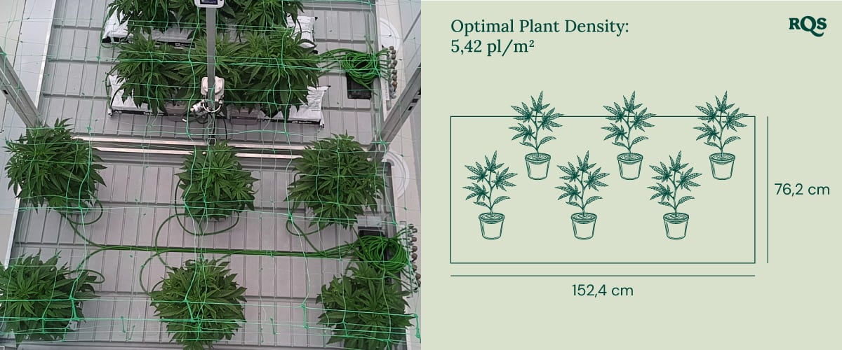 Optimal plant density in cannabis cultivation Optimal plant density in cannabis cultivation