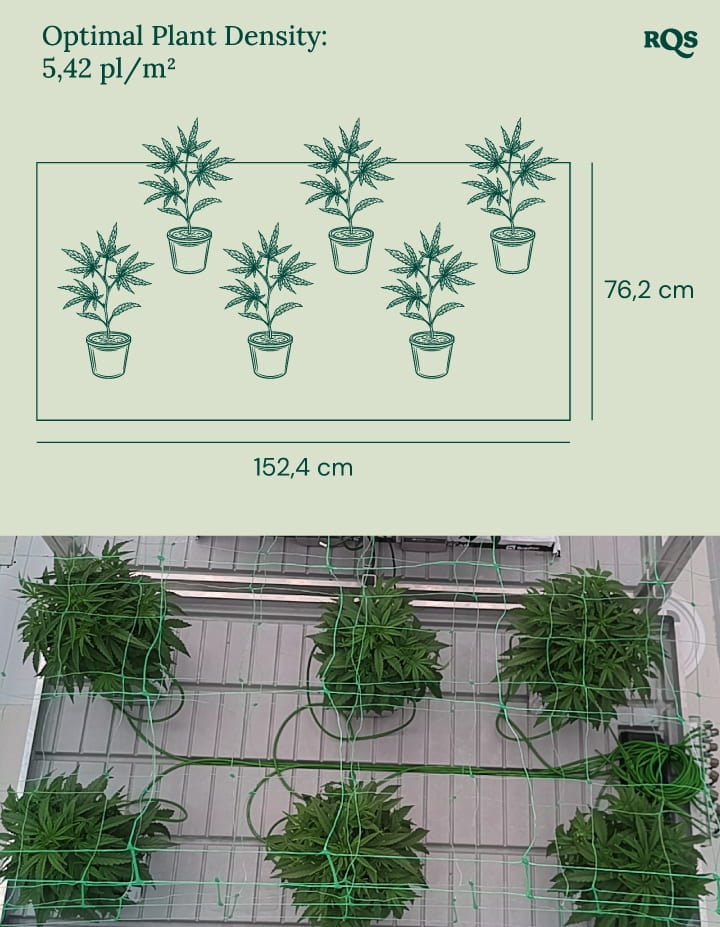 Optimal plant density in cannabis cultivation Optimal plant density in cannabis cultivation