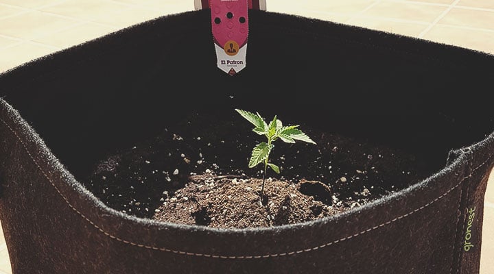 Weed Season Grow Calendar Weed Season Grow Calendar