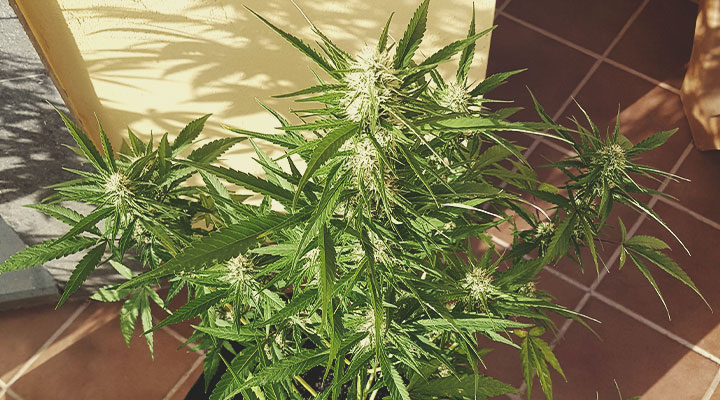 Weed Season Grow Calendar Weed Season Grow Calendar