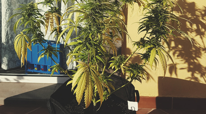 How To Revive an Overwatered Plant How To Revive an Overwatered Plant