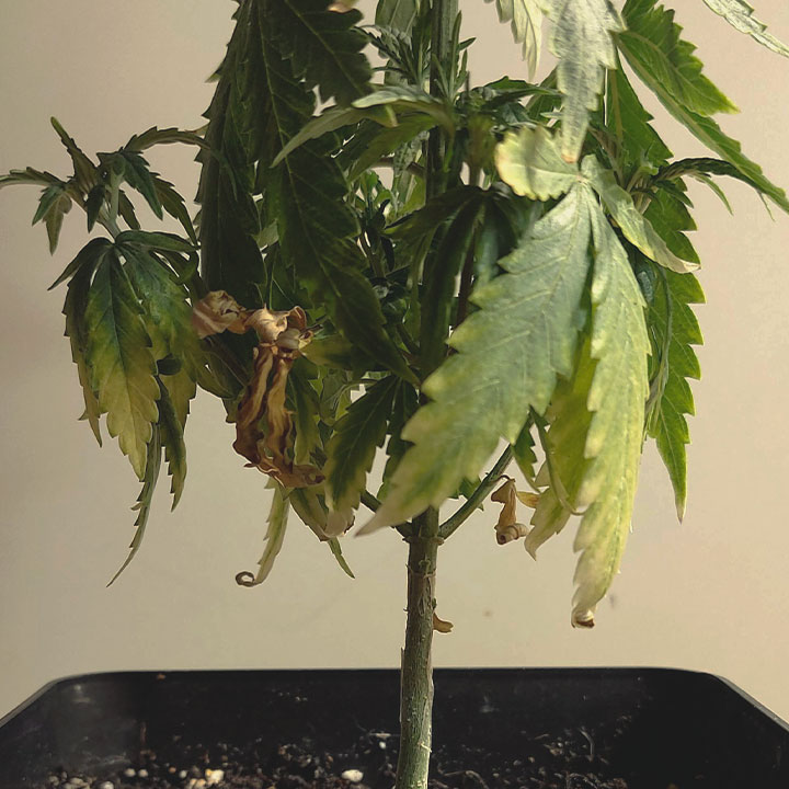 The image depicts dried marijuana leaves, a sign of overwatering in cannabis plants. Excess water can cause leaf cells to bulge and rupture, leading to crispy tips and a dry appearance. This condition often arises from beginner growers who overcompensate for dry soil, which can also create a breeding ground for harmful fungi and deplete nutrients.