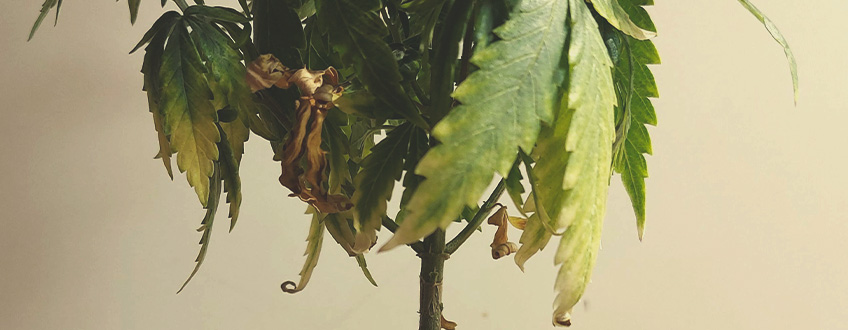 The image depicts dried marijuana leaves, a sign of overwatering in cannabis plants. Excess water can cause leaf cells to bulge and rupture, leading to crispy tips and a dry appearance. This condition often arises from beginner growers who overcompensate for dry soil, which can also create a breeding ground for harmful fungi and deplete nutrients.