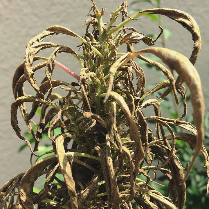 The image shows dried marijuana leaves, which can result from pest and fungal infestations. Insects like aphids and caterpillars, along with fungi, can stress cannabis plants, leading to crispy and dry foliage. While some pests indicate biodiversity in the garden, excessive damage can significantly harm the plants.