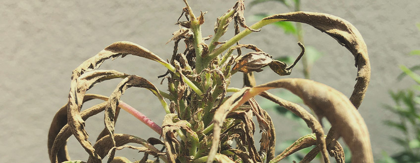 The image shows dried marijuana leaves, which can result from pest and fungal infestations. Insects like aphids and caterpillars, along with fungi, can stress cannabis plants, leading to crispy and dry foliage. While some pests indicate biodiversity in the garden, excessive damage can significantly harm the plants.