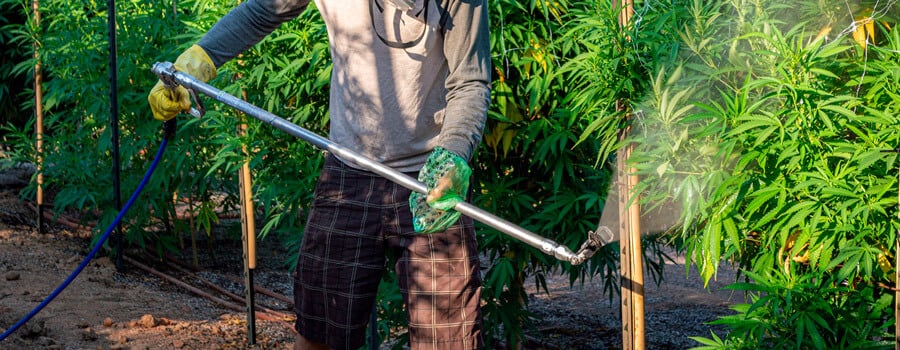 A man using pesticides on Cannabis Plants