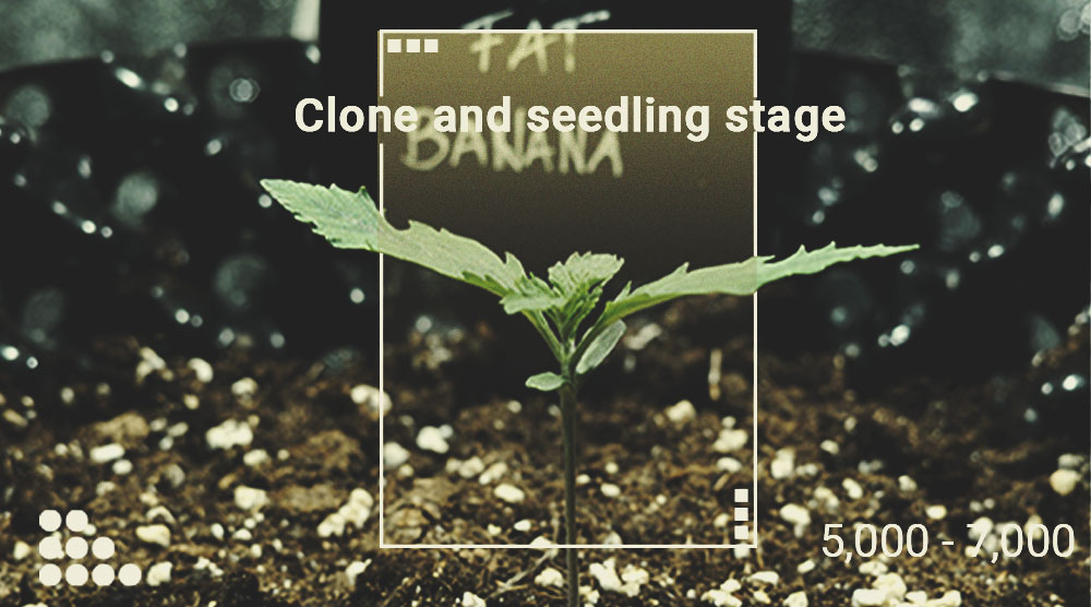 How Much Light Do Your Cannabis Plants Require?