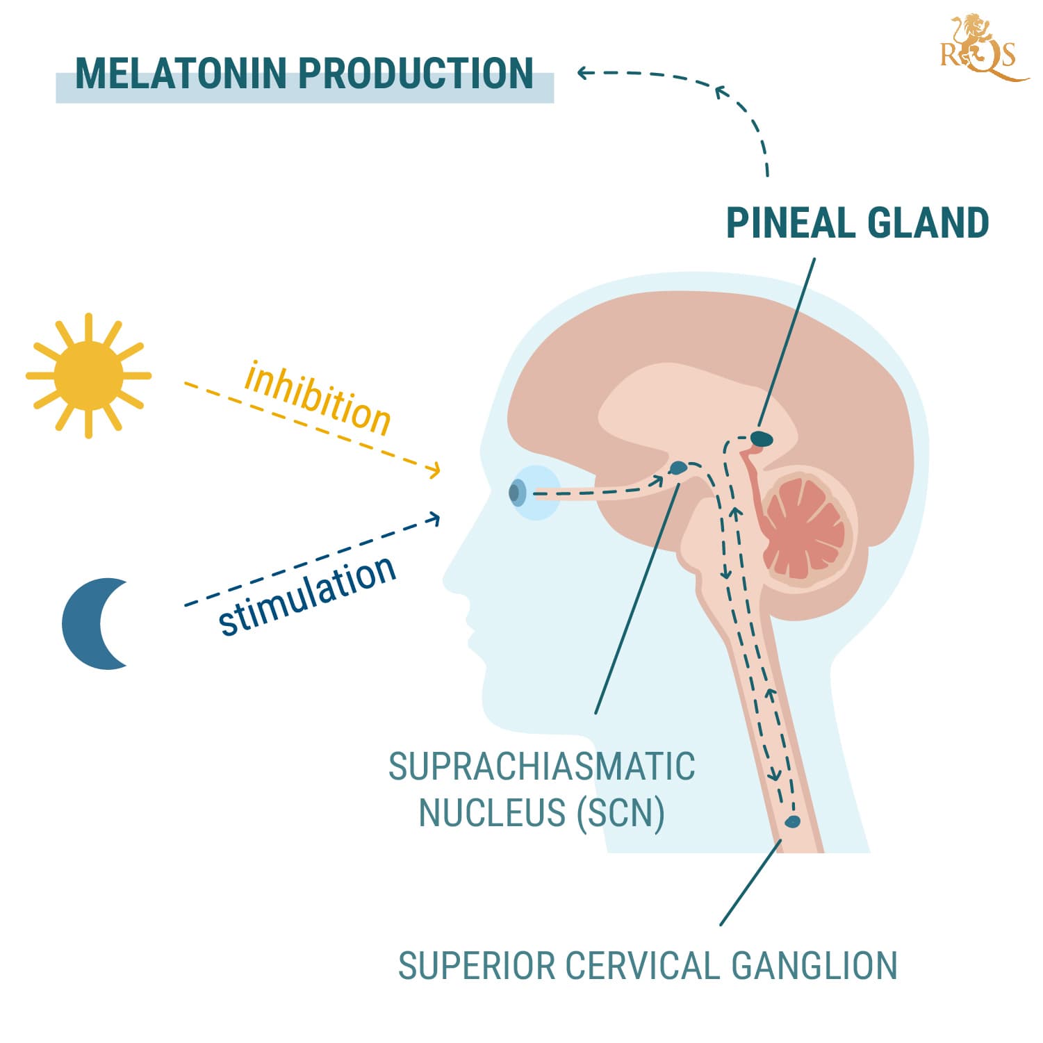 Melatonin Production