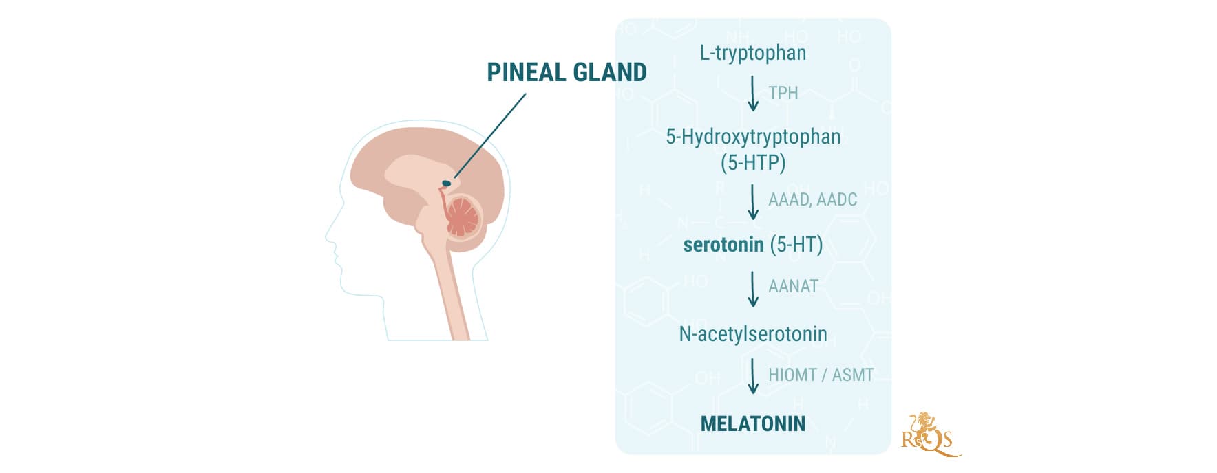 Cannabinoids and Melatonin Production