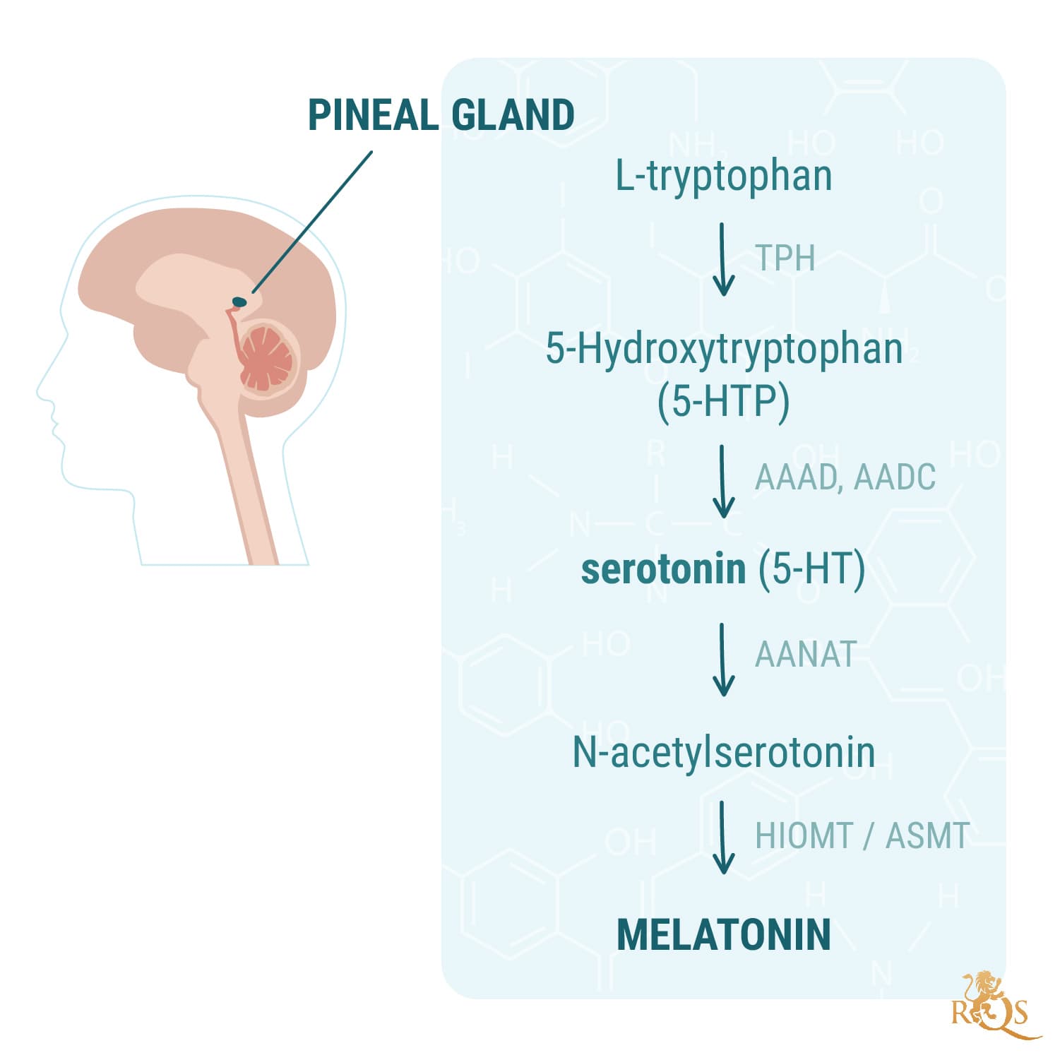 Cannabinoids and Melatonin Production