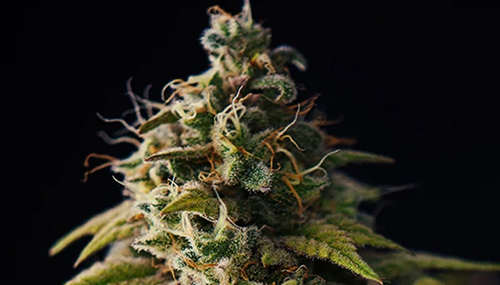 Orange pistils Orange pistils