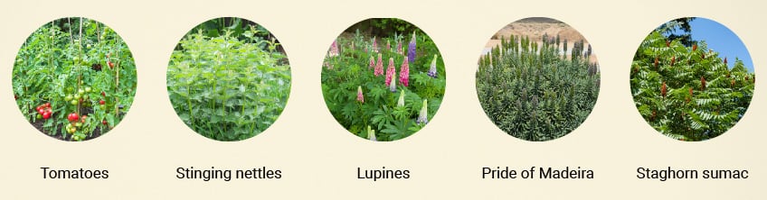 Companion plants for Cannabis Companion plants for Cannabis
