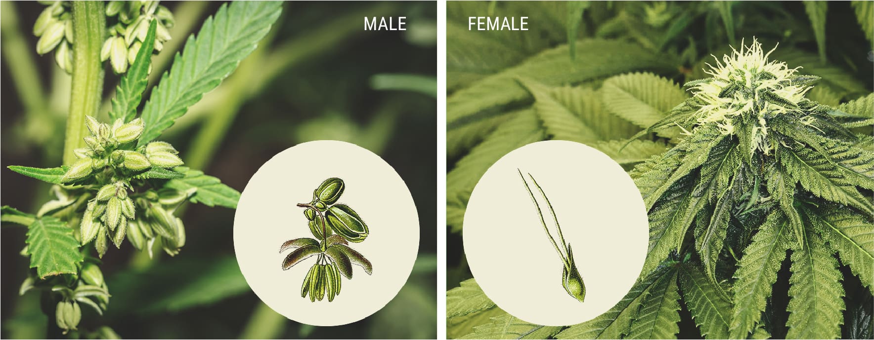 How To Spot Male Cannabis Plants