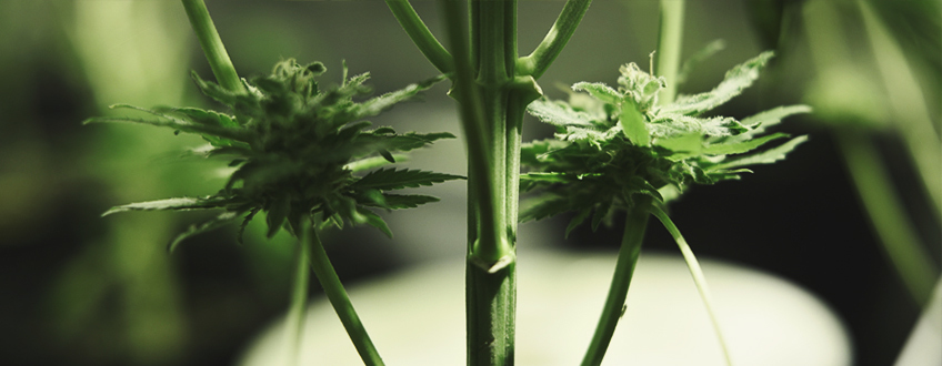 Underdeveloped Buds Underdeveloped Buds