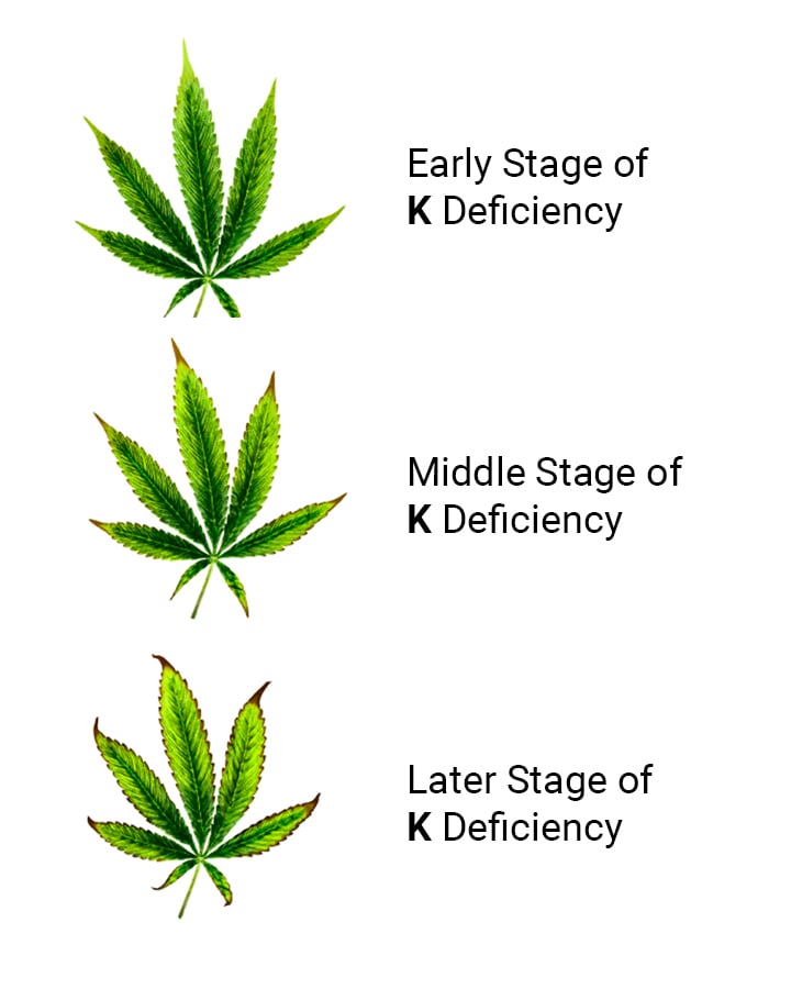 Potassium Deficiency in Cannabis Signs and Solutions RQS Blog