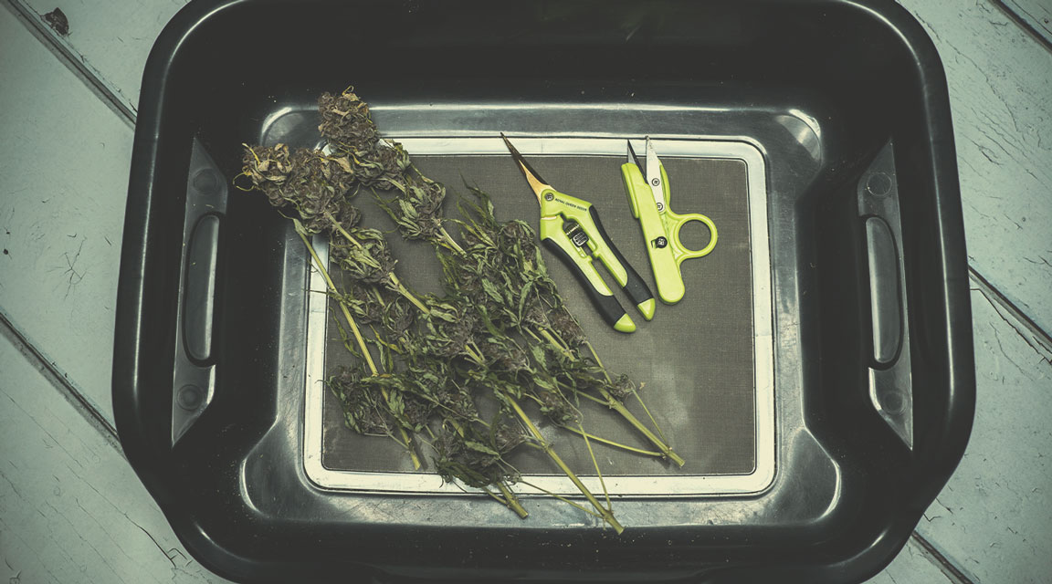Time your harvest Time your harvest