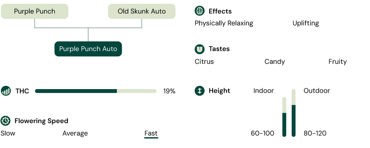 Purple Punch Auto Characteristics Purple Punch Auto Characteristics