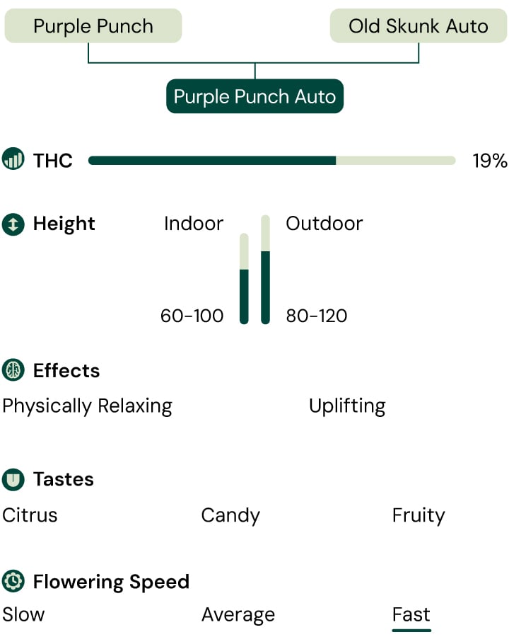 Purple Punch Auto Characteristics Purple Punch Auto Characteristics