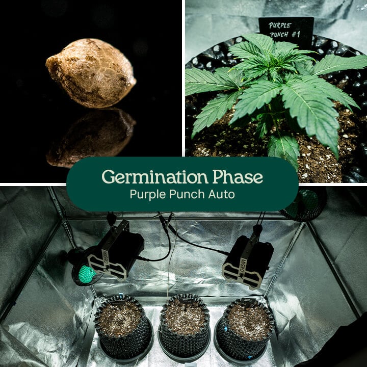 Purple Punch Auto Strain Review Purple Punch Auto Strain Review