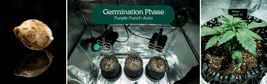 Purple Punch Auto Strain Review Purple Punch Auto Strain Review