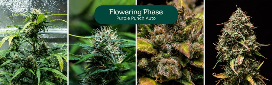 Purple Punch Auto Strain Review Purple Punch Auto Strain Review