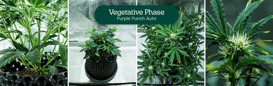 Purple Punch Auto Strain Review Purple Punch Auto Strain Review