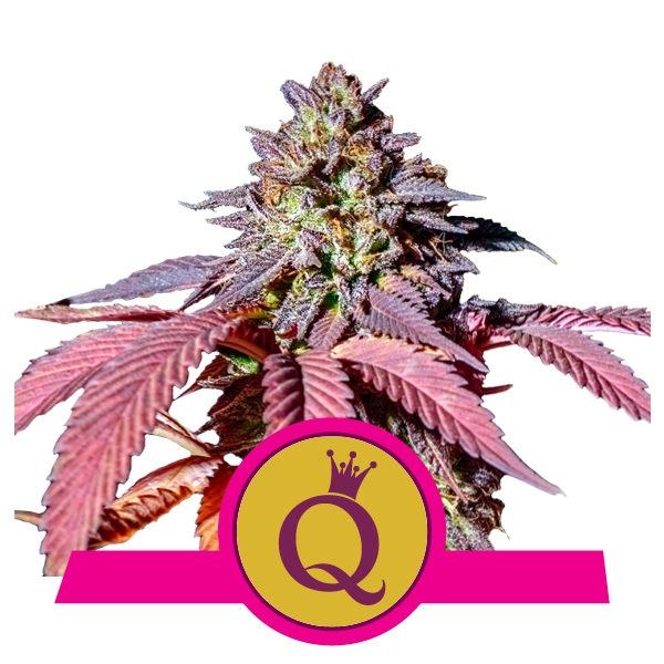 buy Purple Queen buy Purple Queen