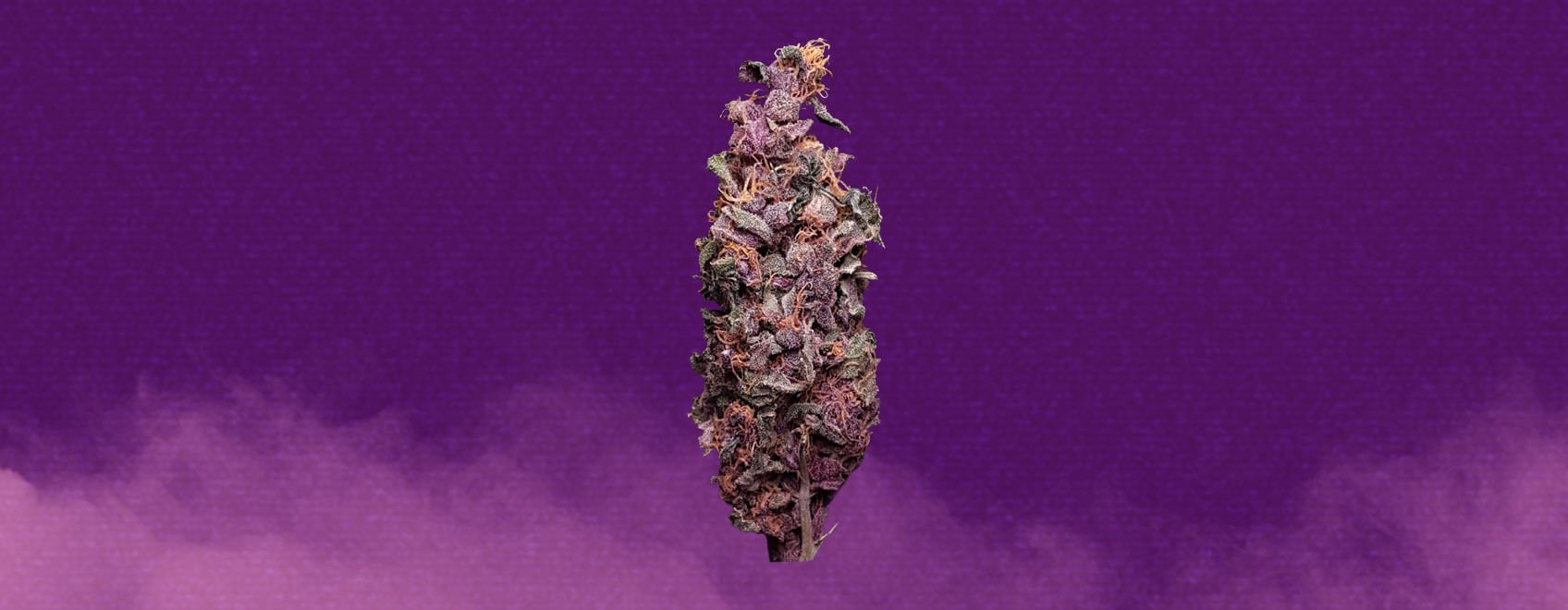 Purple Kush Cannabis Strain Purple Kush Cannabis Strain