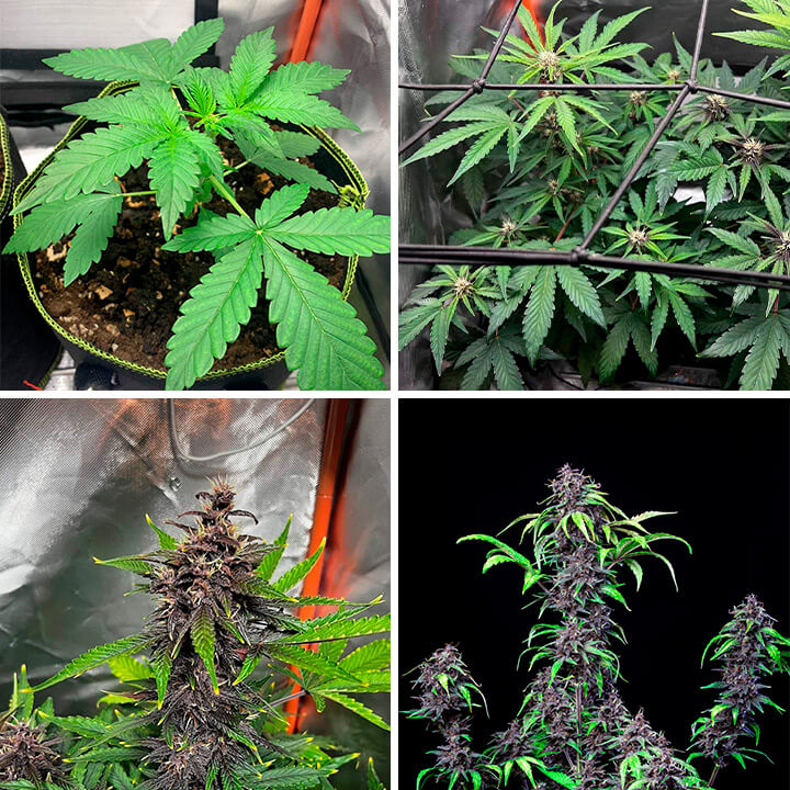 Purplematic CBD Purplematic CBD