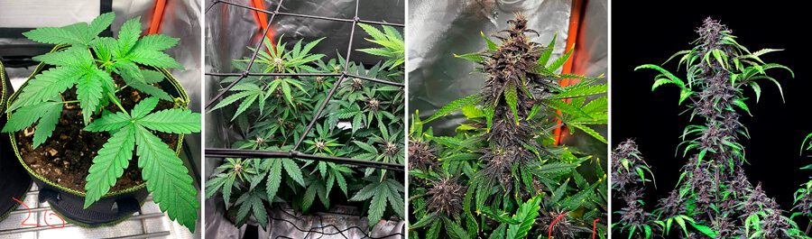 Purplematic CBD Purplematic CBD