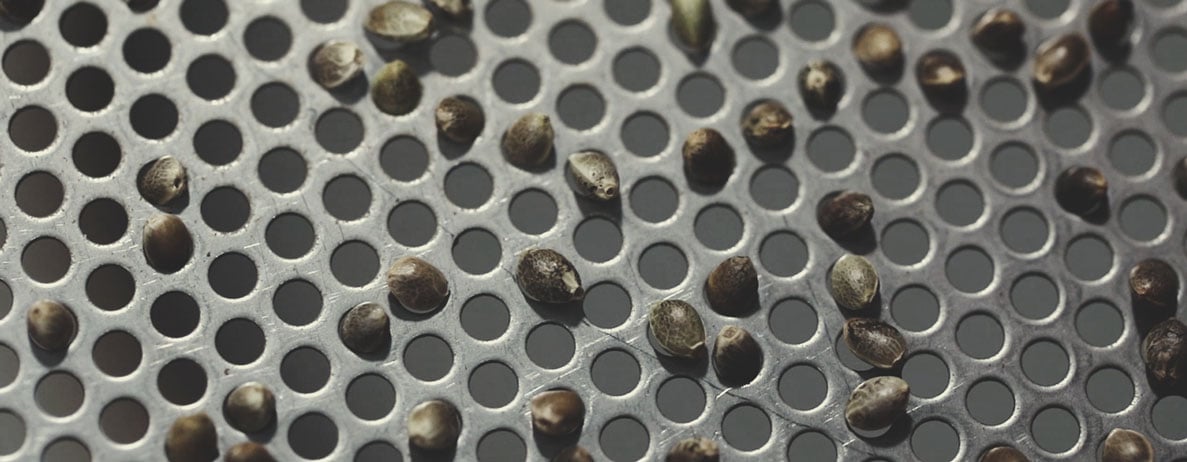 Royal Queen Seeds Quality Control Process: Step by Step Royal Queen Seeds Quality Control Process: Step by Step