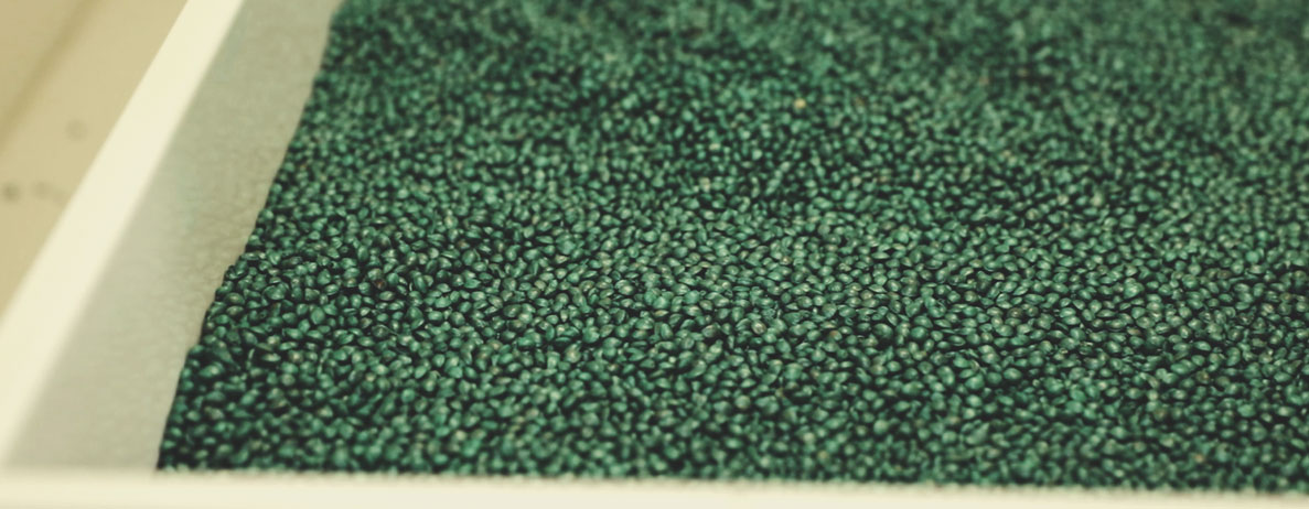 Royal Queen Seeds Quality Control Process: Step by Step Royal Queen Seeds Quality Control Process: Step by Step