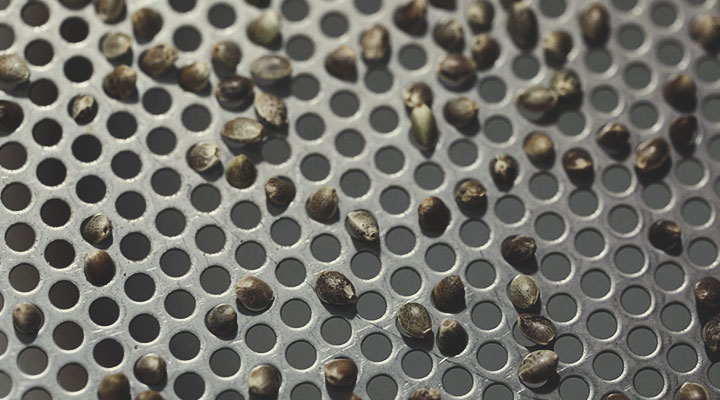 Royal Queen Seeds Quality Control Process: Step by Step Royal Queen Seeds Quality Control Process: Step by Step