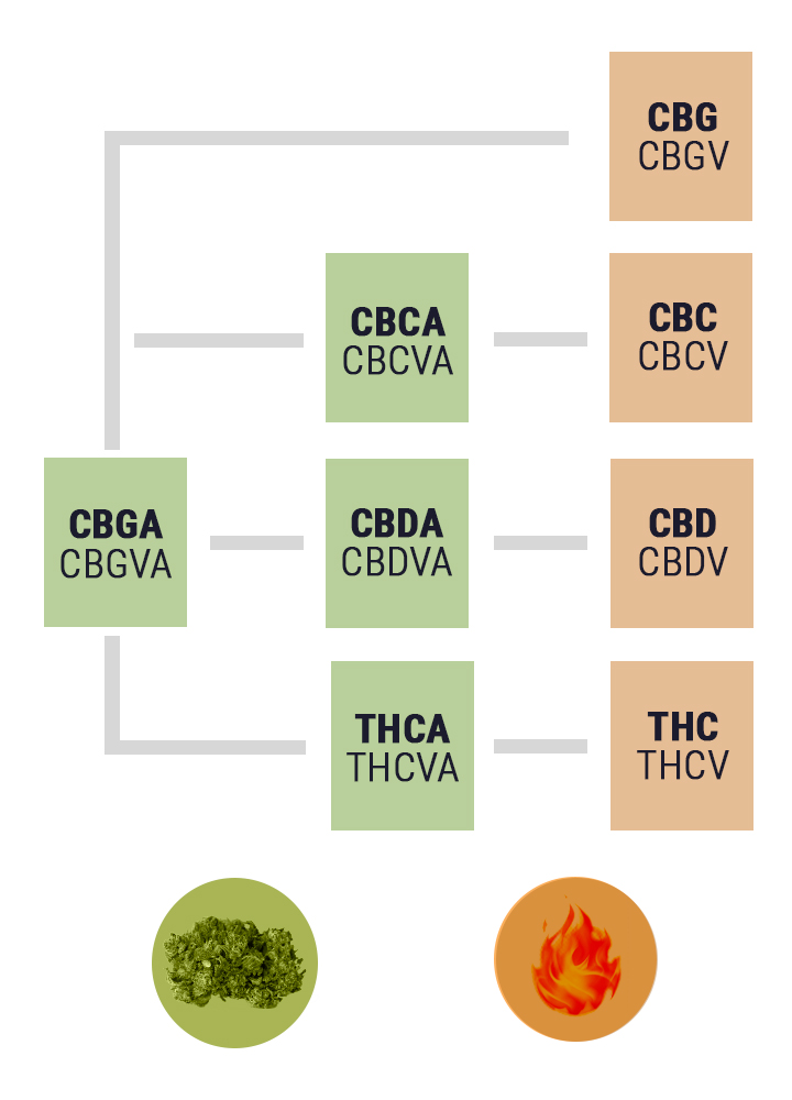 Why You Should Add Raw Cannabis To Your Diet