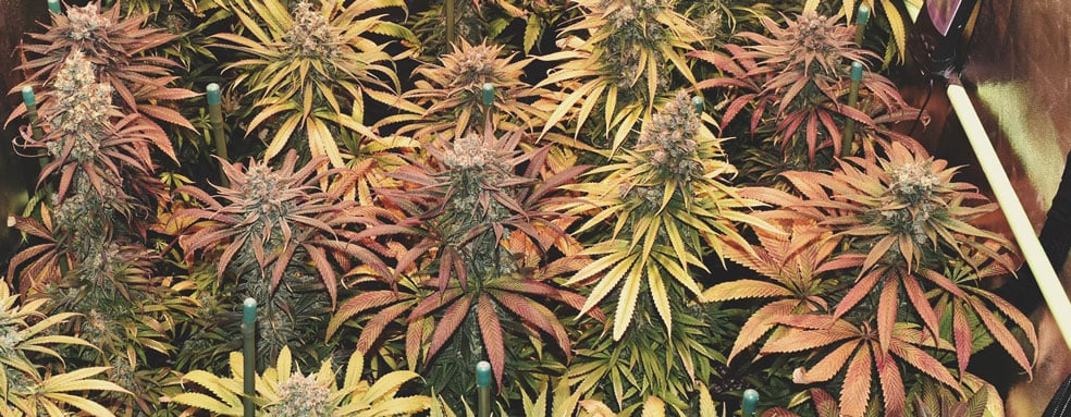 What Cannabis Colours Are There?