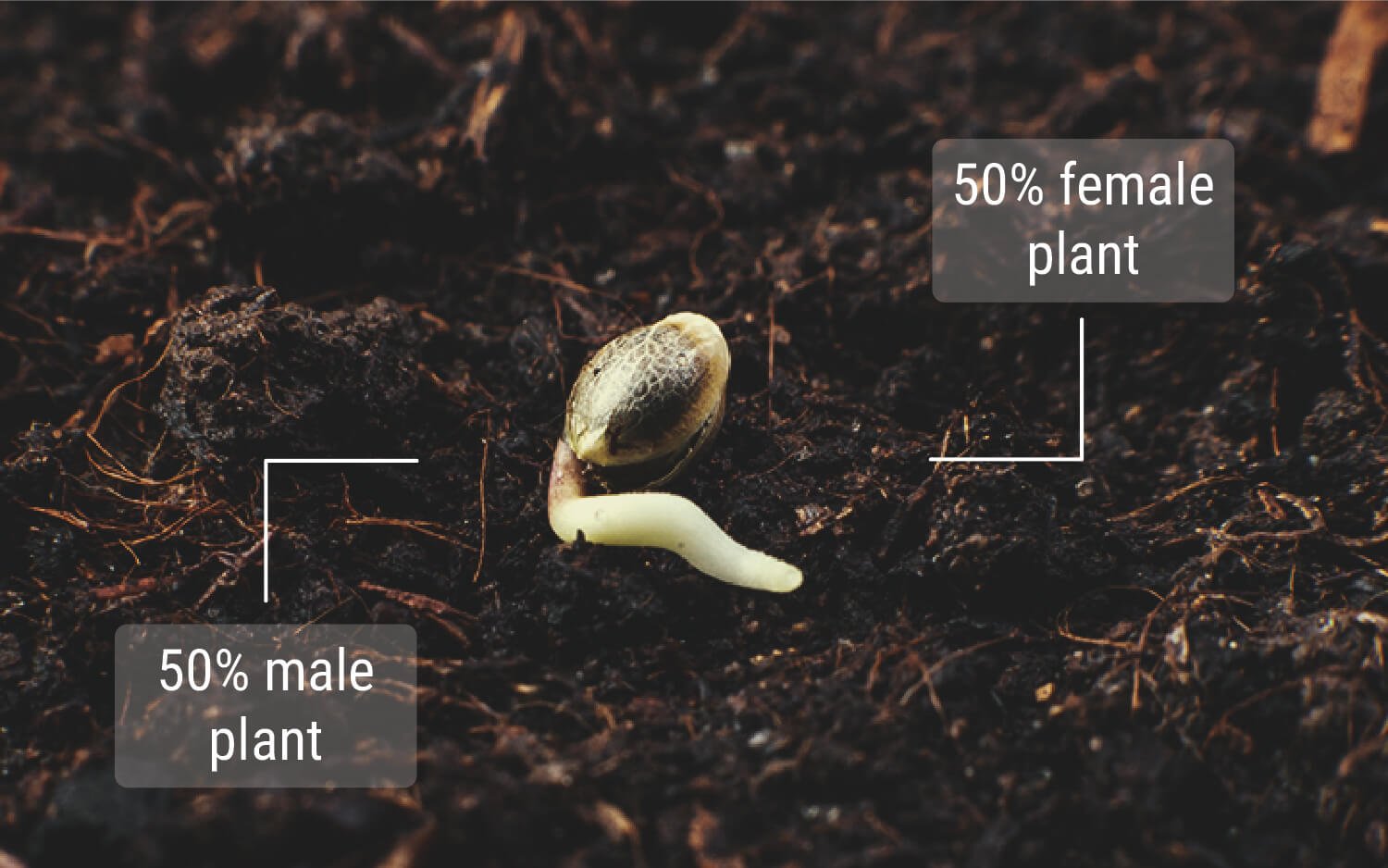 Knowledge About Regular Cannabis Seeds