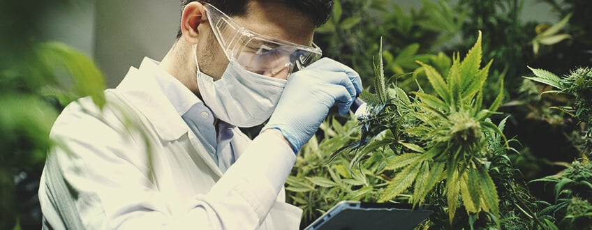 Medical Marijuana Use in the Modern Day: How Is It Changing?