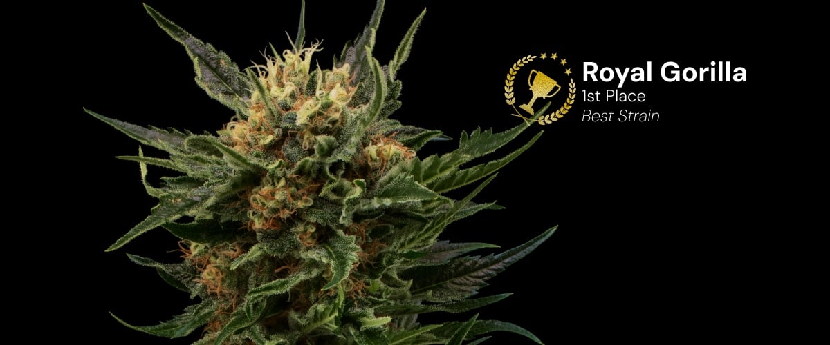 Royal Gorilla cannabis bud awarded 1st place best strain featuring dense resin-covered flowers with orange pistils on black background