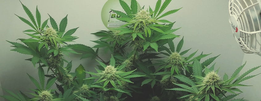 Royal Cheese Automatic Royal Queen Seeds