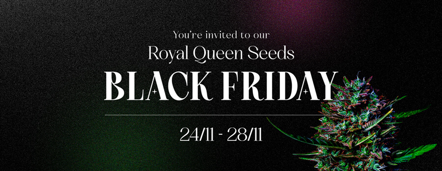 Royal Queen Seeds Black Friday 2022