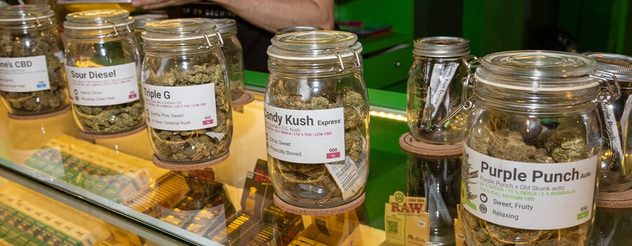 Royal Queen Seeds Thailand Shop Royal Queen Seeds Thailand Shop