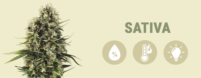 SATIVA