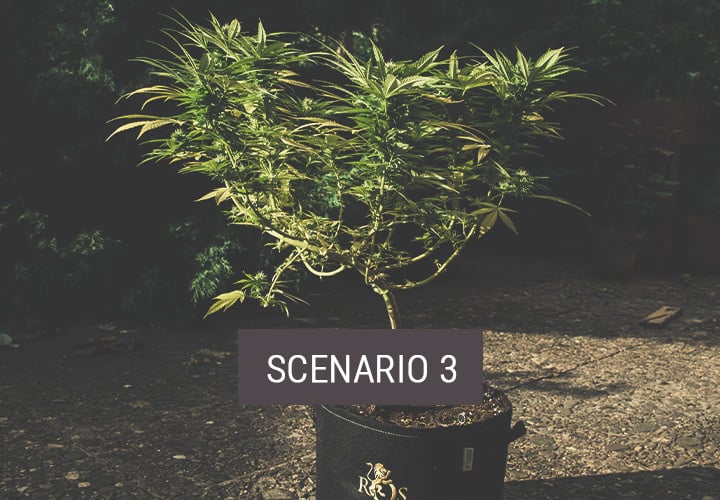 Scenario 3: How to Move Cannabis Plants Outdoors Part-Time