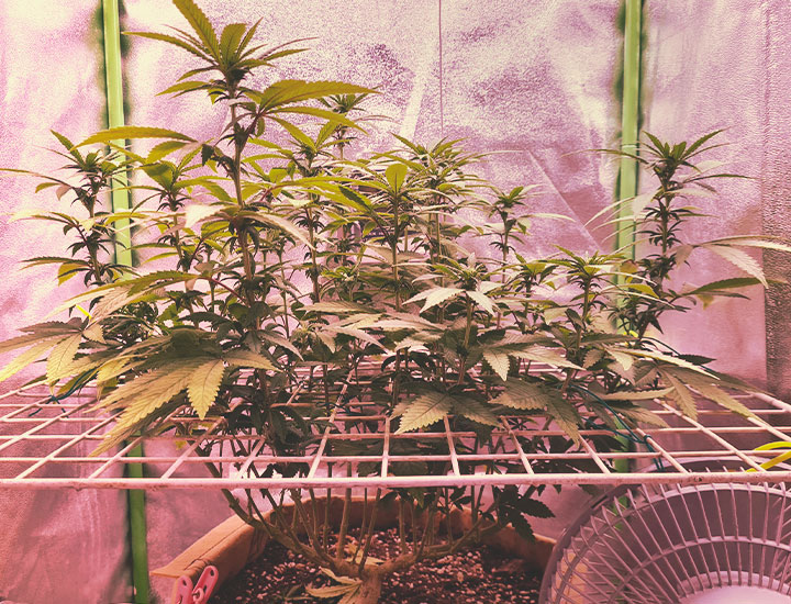 Topping and Training Autoflowering Cannabis